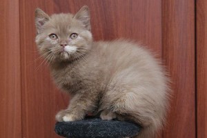 Циннамон-красная черепаха британский котенок. Британец черепахового окраса